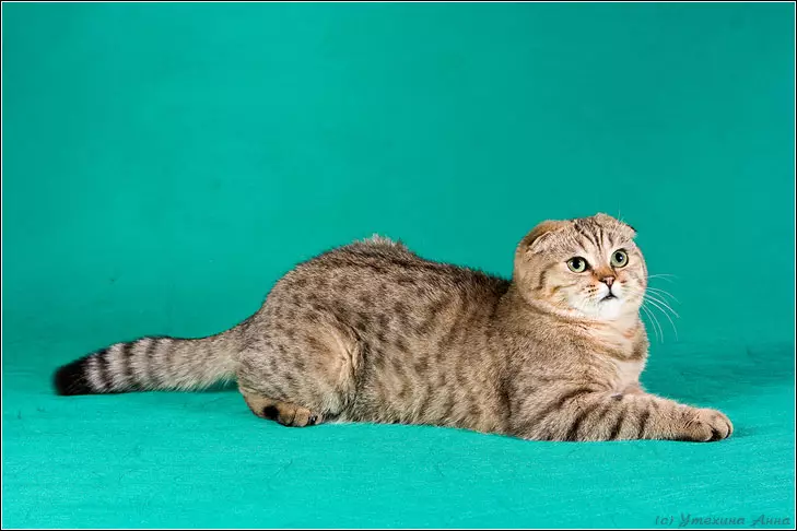 Mga Spotted Cats (47 Mga Litrato): Paglaraw sa Leopard Kitten ug uban pang mga lahi sa mga domestic cats nga kolor sa spotty 22398_13