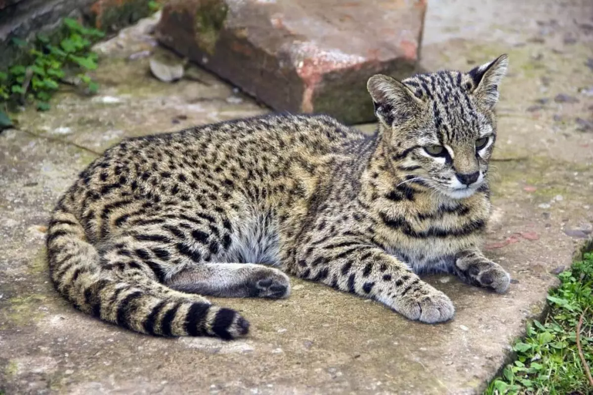 Nwamba ahụ hụrụ (Foto 47): Nkọwa nke Leopard Kittestic nke ụlọ 22398_17