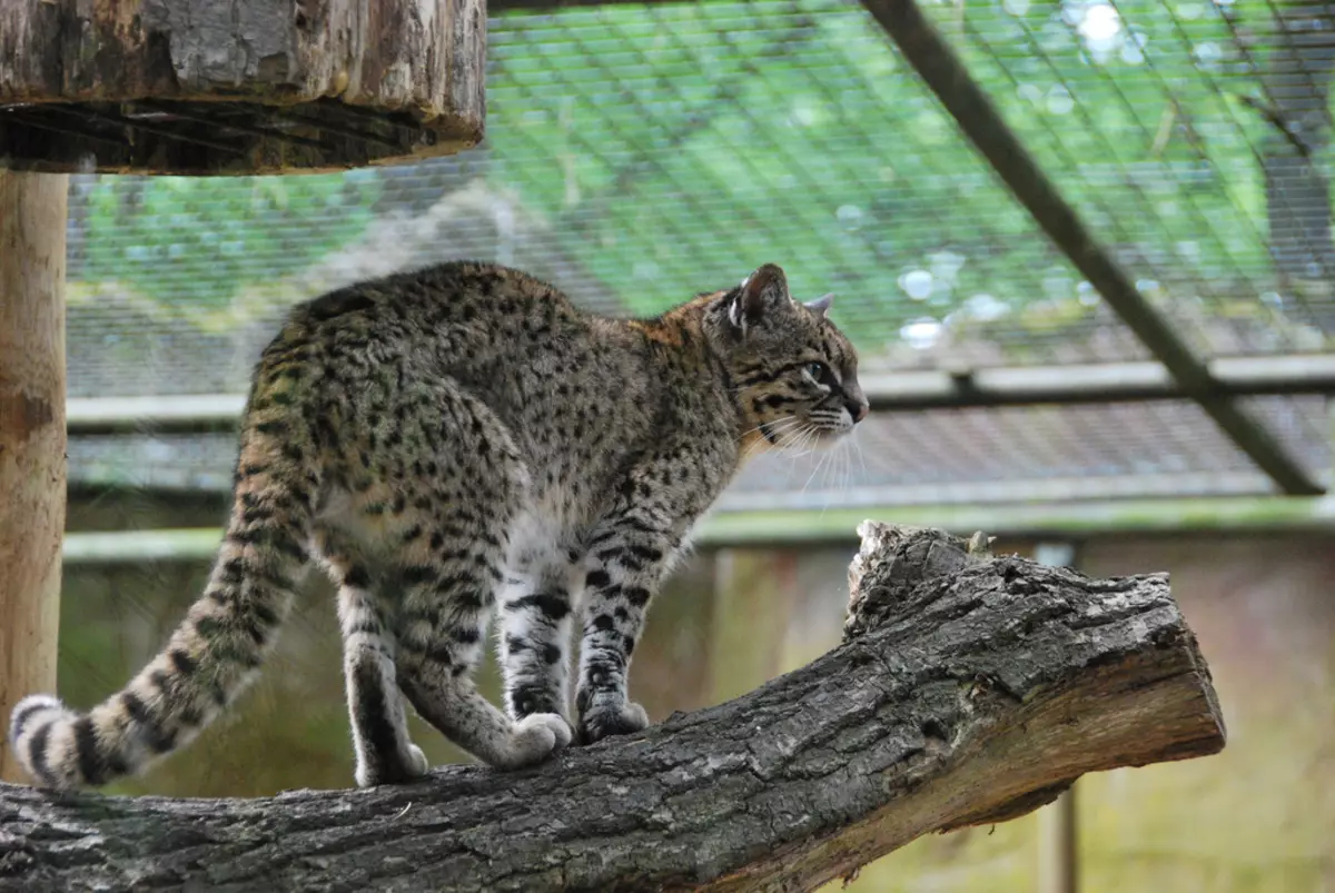 Забелязани котки (47 снимки): описание на котето на леопард и други породи домашни котки от петнал цвят 22398_18