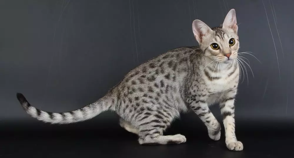 Забелязани котки (47 снимки): описание на котето на леопард и други породи домашни котки от петнал цвят 22398_19