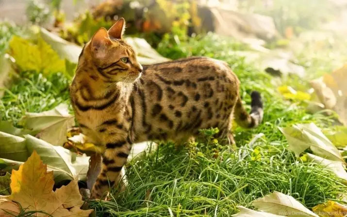 Gespaut Kazen (47 Fotoen): Beschreiwung vum Leopard Kitten an aner Rassen vun Hauskatten vu spotter Faarf 22398_2