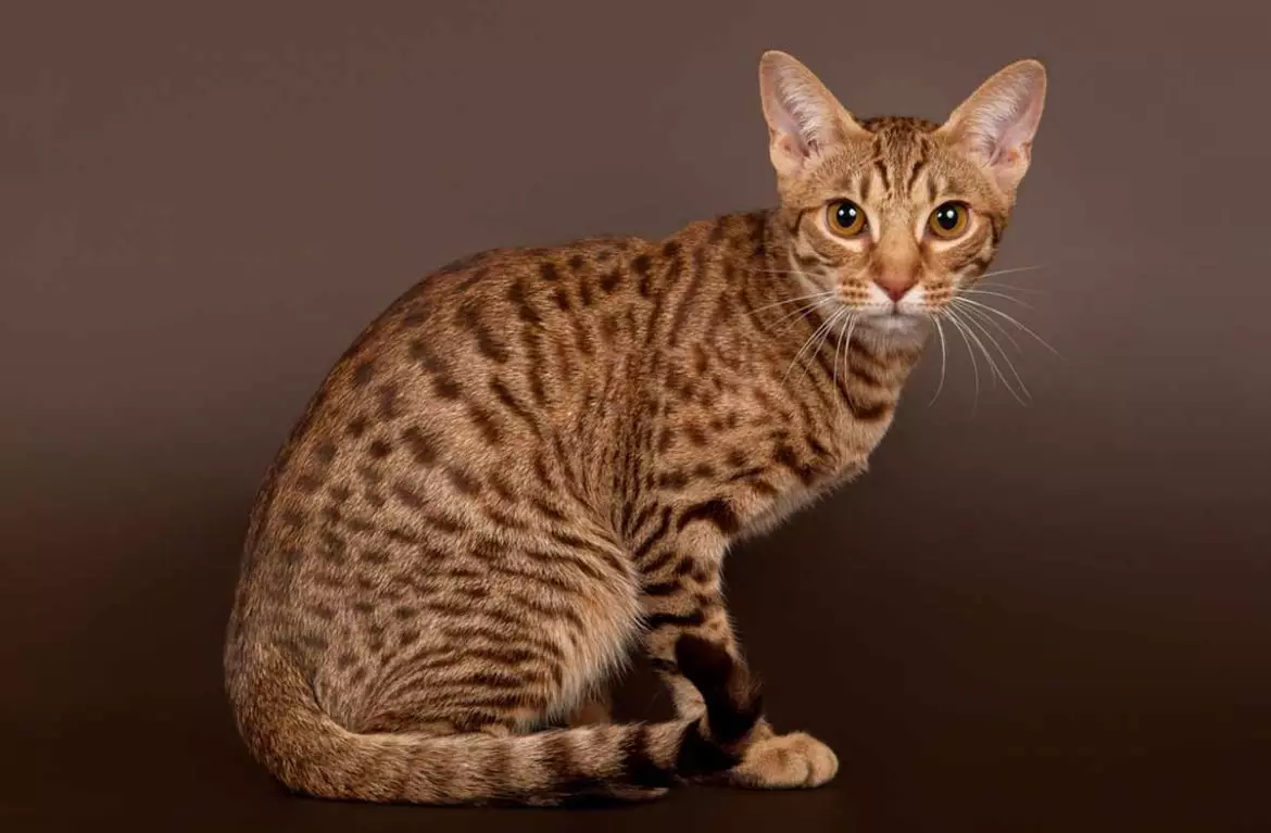 Gatti macchiati (47 foto): Descrizione del gattino leopardo e altre razze di gatti domestici di colore macchiato 22398_20