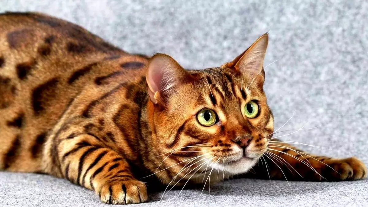 Забелязани котки (47 снимки): описание на котето на леопард и други породи домашни котки от петнал цвят 22398_21