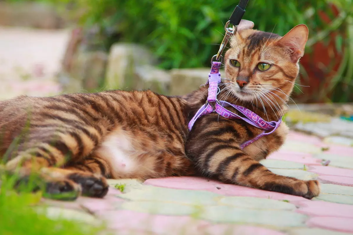 Mga Spotted Cats (47 Mga Litrato): Paglaraw sa Leopard Kitten ug uban pang mga lahi sa mga domestic cats nga kolor sa spotty 22398_22