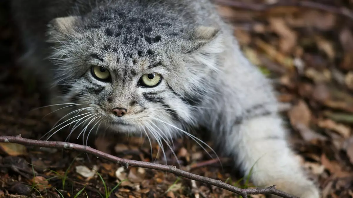 Gatti macchiati (47 foto): Descrizione del gattino leopardo e altre razze di gatti domestici di colore macchiato 22398_23