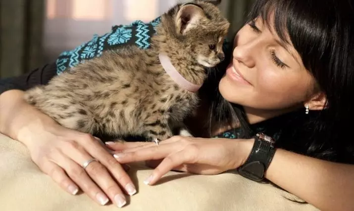 Katu ikusi (47 argazki): Leopard Kitten eta Spotty Cats-eko etxeko katu batzuen deskribapena 22398_25