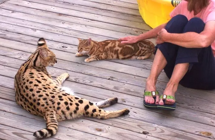 Katu ikusi (47 argazki): Leopard Kitten eta Spotty Cats-eko etxeko katu batzuen deskribapena 22398_27