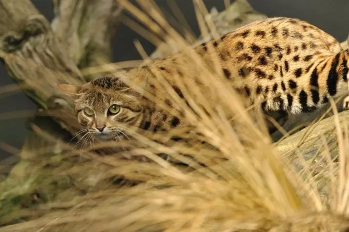 Mga Spotted Cats (47 Mga Litrato): Paglaraw sa Leopard Kitten ug uban pang mga lahi sa mga domestic cats nga kolor sa spotty 22398_3