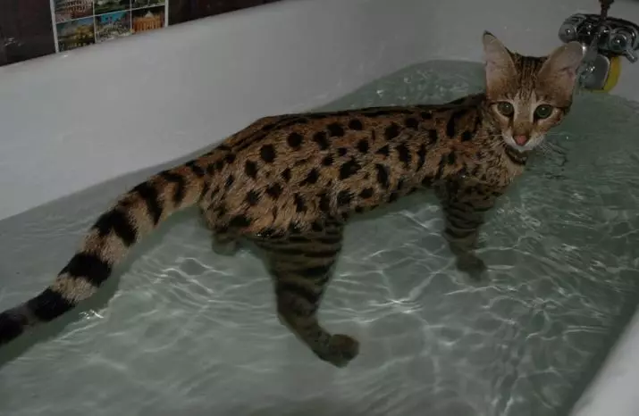 Забелязани котки (47 снимки): описание на котето на леопард и други породи домашни котки от петнал цвят 22398_32