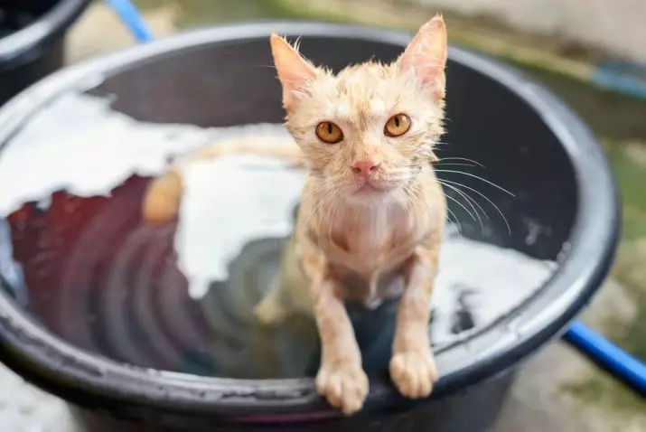 Mga Spotted Cats (47 Mga Litrato): Paglaraw sa Leopard Kitten ug uban pang mga lahi sa mga domestic cats nga kolor sa spotty 22398_38