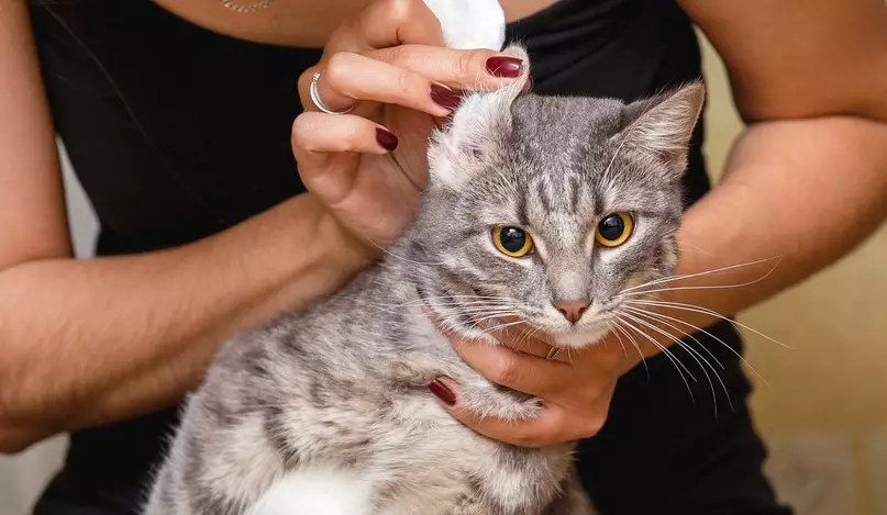 Gatti macchiati (47 foto): Descrizione del gattino leopardo e altre razze di gatti domestici di colore macchiato 22398_44