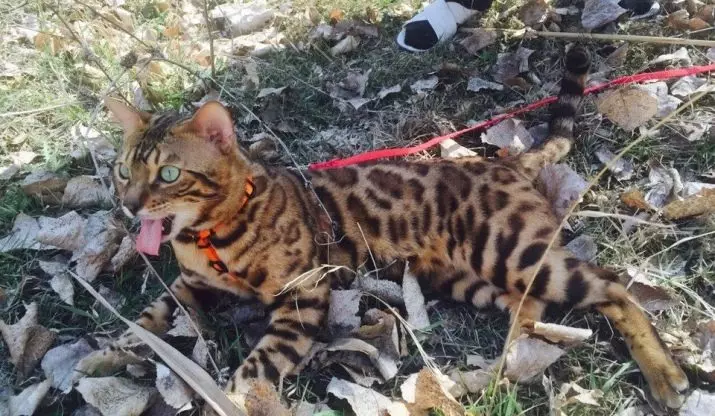 Katu ikusi (47 argazki): Leopard Kitten eta Spotty Cats-eko etxeko katu batzuen deskribapena 22398_46