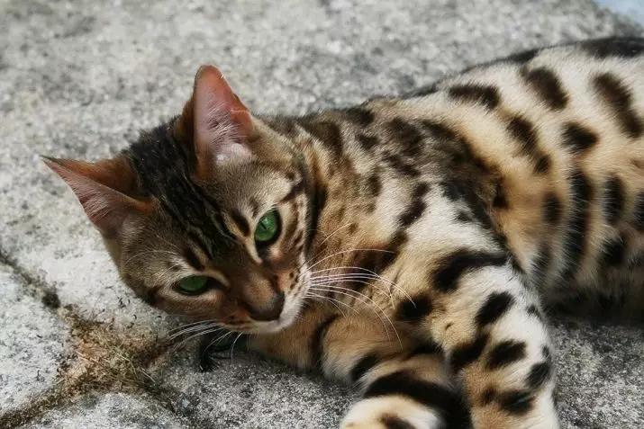 Mga Spotted Cats (47 Mga Litrato): Paglaraw sa Leopard Kitten ug uban pang mga lahi sa mga domestic cats nga kolor sa spotty 22398_5