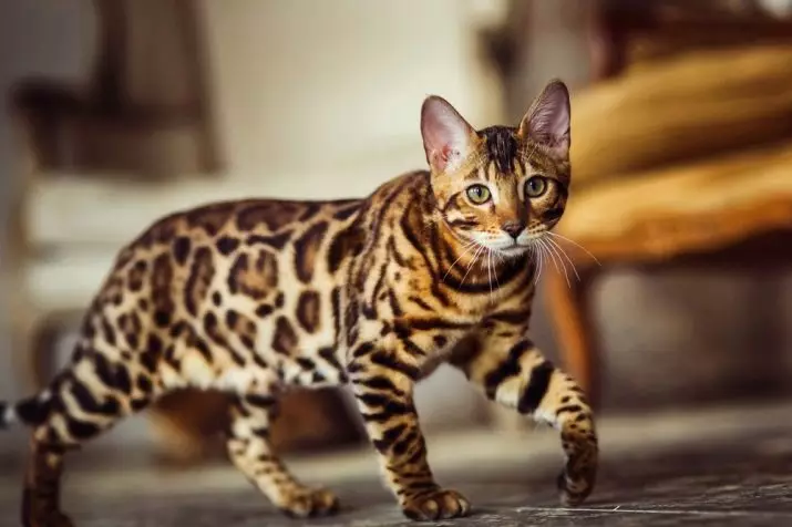 Mga Spotted Cats (47 Mga Litrato): Paglaraw sa Leopard Kitten ug uban pang mga lahi sa mga domestic cats nga kolor sa spotty 22398_6
