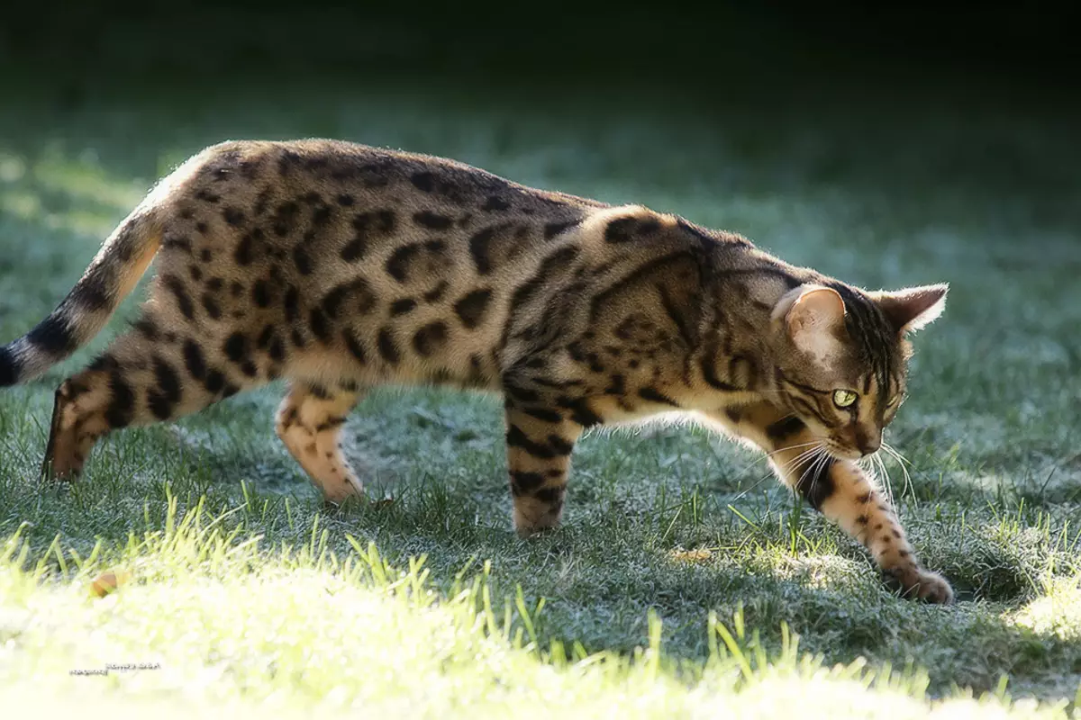 Mga Spotted Cats (47 Mga Litrato): Paglaraw sa Leopard Kitten ug uban pang mga lahi sa mga domestic cats nga kolor sa spotty 22398_7