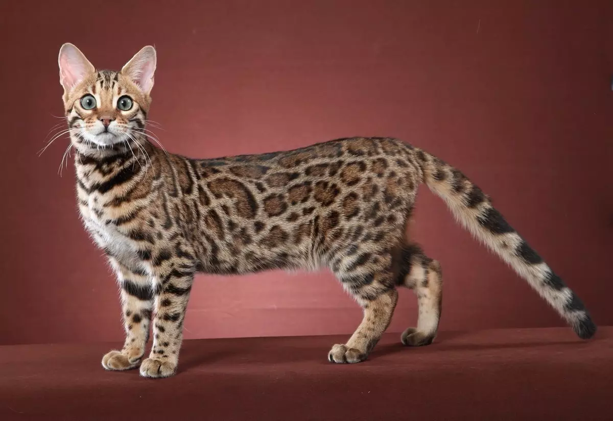 Gatti macchiati (47 foto): Descrizione del gattino leopardo e altre razze di gatti domestici di colore macchiato 22398_8