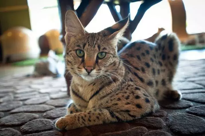 Забелязани котки (47 снимки): описание на котето на леопард и други породи домашни котки от петнал цвят 22398_9