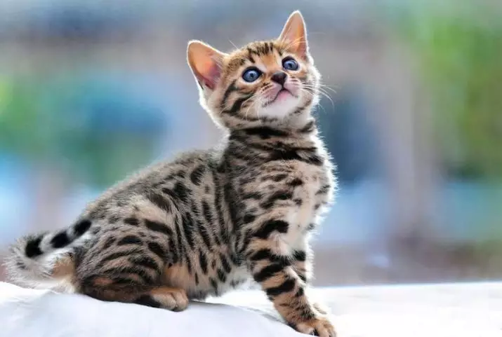 ベンガル猫の名前：この品種の女の子のための最も人気のあるニックネーム。意味を持つエリート名を選択する方法？