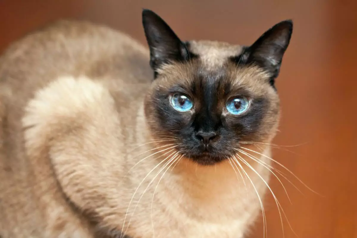 Bengall رنگوں میں تعداد (37 تصاویر): بلیوں اور کوئلے کے سیاہ اور سرخ رنگوں کی بلیوں، سونے اور دیگر قسم کے melanystics کے دیگر اقسام کے بلیوں کی بلیوں 22400_10