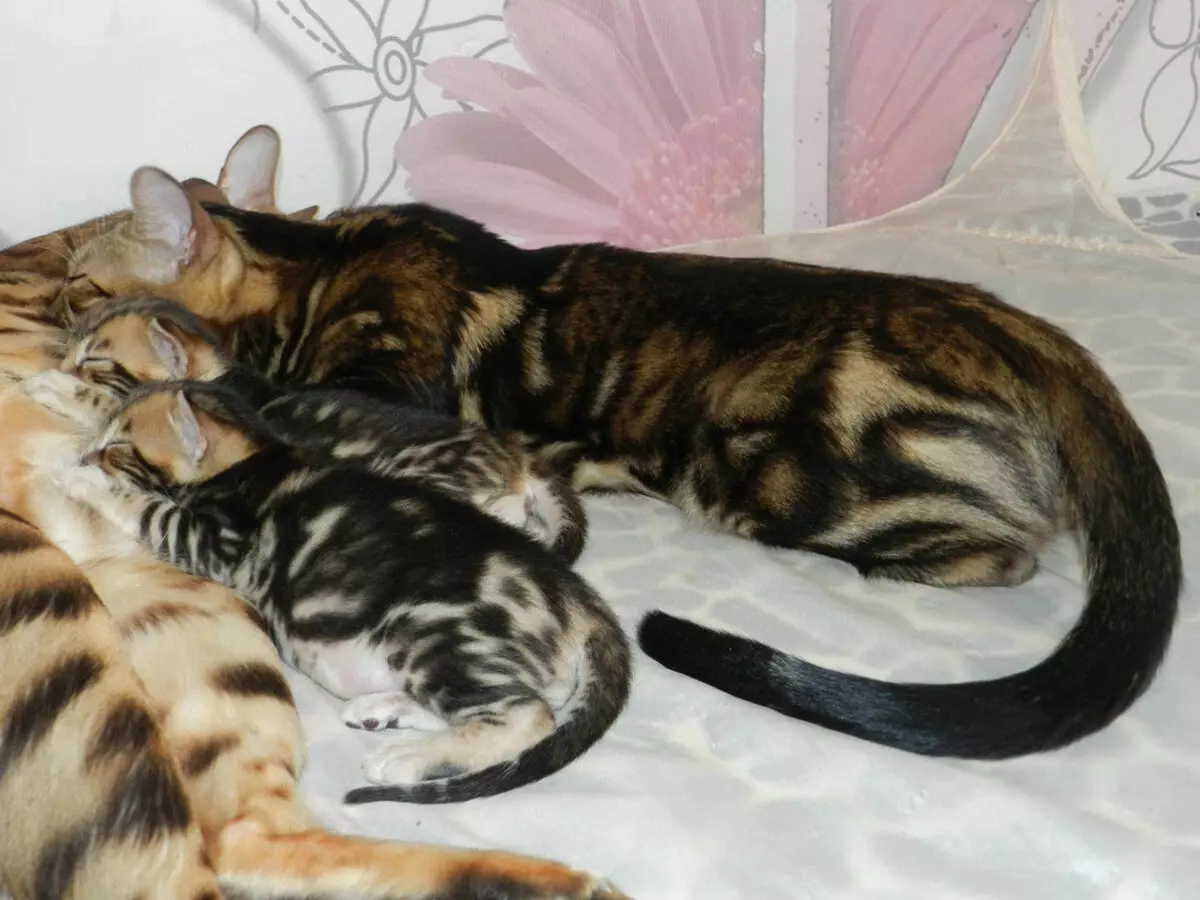 Bengall رنگوں میں تعداد (37 تصاویر): بلیوں اور کوئلے کے سیاہ اور سرخ رنگوں کی بلیوں، سونے اور دیگر قسم کے melanystics کے دیگر اقسام کے بلیوں کی بلیوں 22400_11