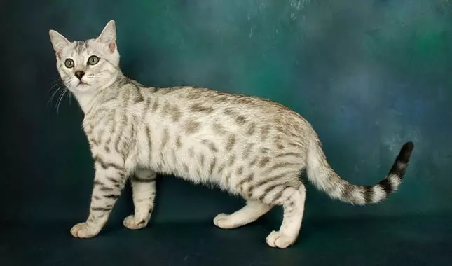 Bengall رنگوں میں تعداد (37 تصاویر): بلیوں اور کوئلے کے سیاہ اور سرخ رنگوں کی بلیوں، سونے اور دیگر قسم کے melanystics کے دیگر اقسام کے بلیوں کی بلیوں 22400_16