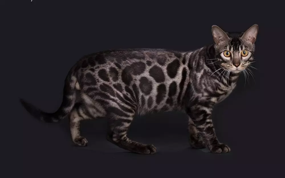 Bengall رنگوں میں تعداد (37 تصاویر): بلیوں اور کوئلے کے سیاہ اور سرخ رنگوں کی بلیوں، سونے اور دیگر قسم کے melanystics کے دیگر اقسام کے بلیوں کی بلیوں 22400_23