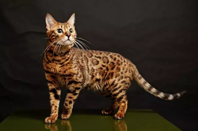Bengall цветове в брой (37 снимки): котки и котки на въглища черно и червено цветове, розетка за злато и други видове melanystics 22400_24