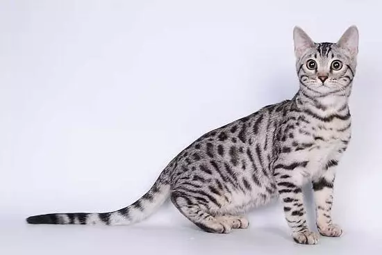 Bengall رنگوں میں تعداد (37 تصاویر): بلیوں اور کوئلے کے سیاہ اور سرخ رنگوں کی بلیوں، سونے اور دیگر قسم کے melanystics کے دیگر اقسام کے بلیوں کی بلیوں 22400_28