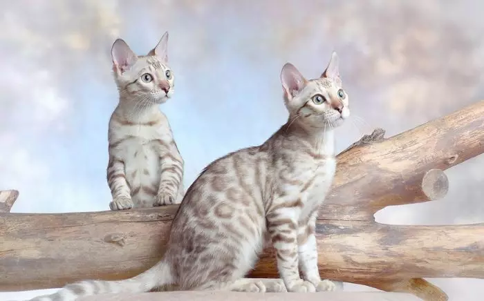 Bengall رنگوں میں تعداد (37 تصاویر): بلیوں اور کوئلے کے سیاہ اور سرخ رنگوں کی بلیوں، سونے اور دیگر قسم کے melanystics کے دیگر اقسام کے بلیوں کی بلیوں 22400_37