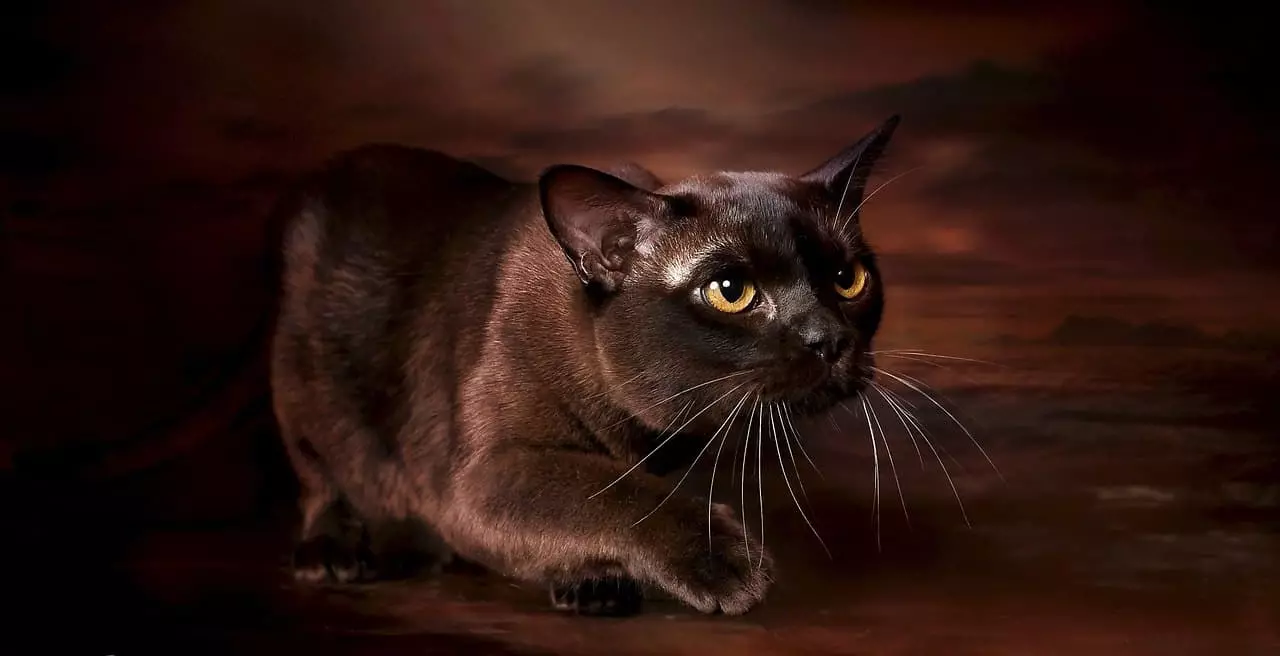 Bengall رنگوں میں تعداد (37 تصاویر): بلیوں اور کوئلے کے سیاہ اور سرخ رنگوں کی بلیوں، سونے اور دیگر قسم کے melanystics کے دیگر اقسام کے بلیوں کی بلیوں 22400_9