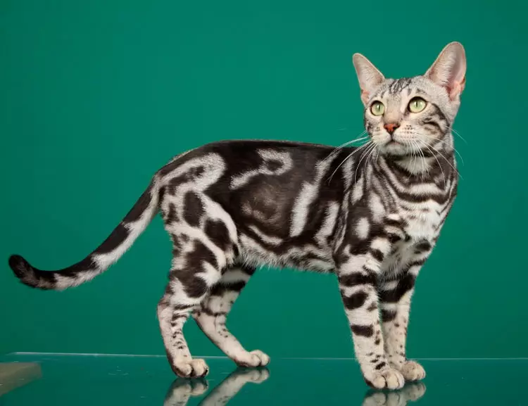 Iikati ze-marble bengal (iifoto ezingama-25): Inkcazo yamakati-ye-Bengalls yombala we-beige omkhulu, umxholo we-kittens yezahlulo ze-Bengal Bengal 22401_17