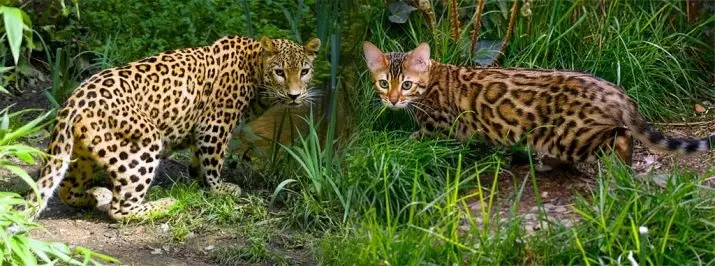 मार्बल बंगाल मांजरी (25 फोटो): कॅट्स-बंगालचे वर्णन गंभीर बेंगॉलचे वर्णन, संगमरवरी बंगालच्या मांजरीची सामग्री 22401_2