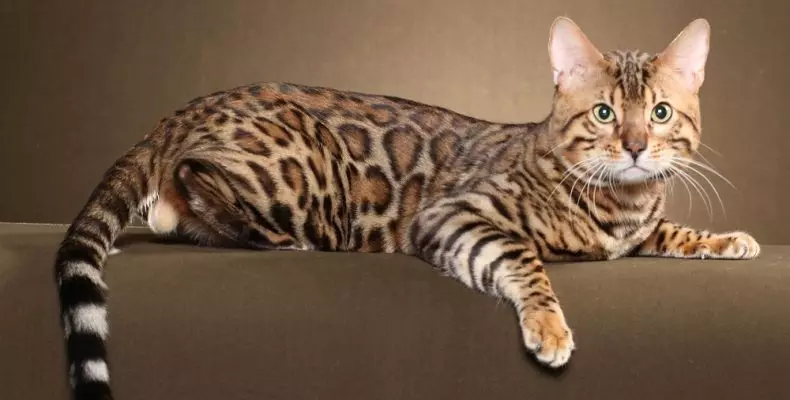 मार्बल बंगाल मांजरी (25 फोटो): कॅट्स-बंगालचे वर्णन गंभीर बेंगॉलचे वर्णन, संगमरवरी बंगालच्या मांजरीची सामग्री 22401_5