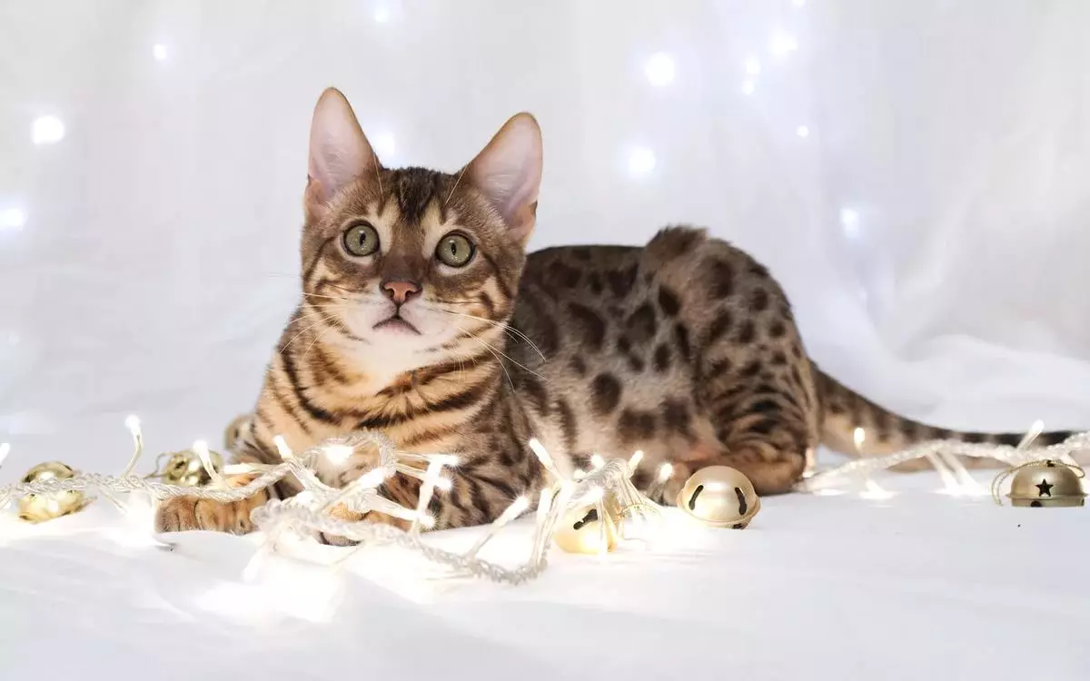 Bengalska mačka (79 fotografija): Opis mačaka Bengalske pasmine. Dimenzije mačića, sličnu leopardu i odraslih mačaka uočene boje. Recenzije vlasništva 22404_10