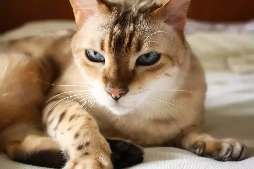 Bengálská kočka (79 fotek): Popis koček bengálského plemene. Rozměry koťat, podobně jako leopardí a dospělých koček strakaté barvy. Recenze vlastnictví 22404_12