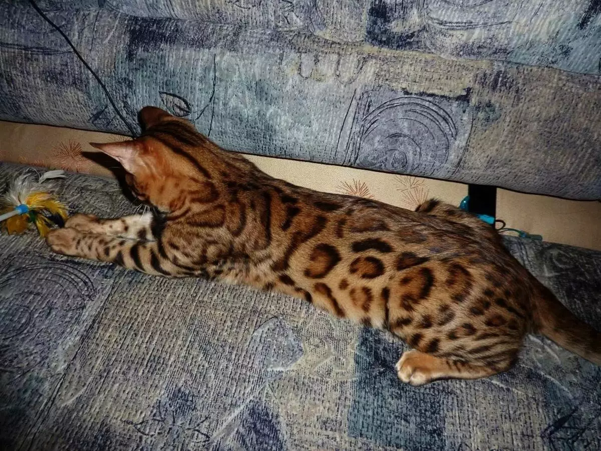 Bengali kass (79 fotot): Bengali tõu kassi kirjeldus. Mõõdud kassipojad, mis on sarnane Leopardi ja täiskasvanud kassidega märgatud värvi. Omandiülevaade 22404_13