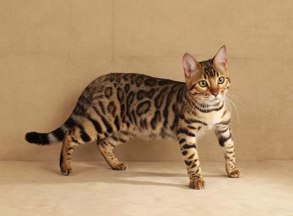 Bengáli macska (79 fotó): A bengáli fajta macskáinak leírása. A kiscicák dimenziói, hasonlóan a leopárdhoz és a felnőtt macskákhoz. Tulajdonjogi vélemények 22404_14