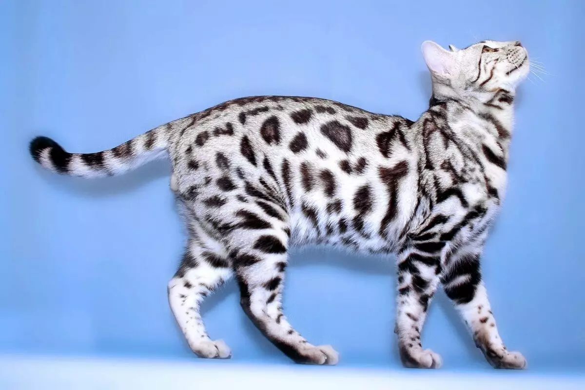 Bengali kass (79 fotot): Bengali tõu kassi kirjeldus. Mõõdud kassipojad, mis on sarnane Leopardi ja täiskasvanud kassidega märgatud värvi. Omandiülevaade 22404_15