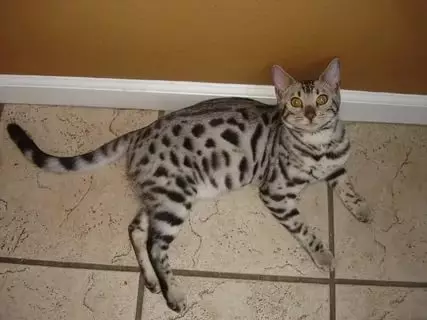 Bengalska mačka (79 fotografija): Opis mačaka Bengalske pasmine. Dimenzije mačića, sličnu leopardu i odraslih mačaka uočene boje. Recenzije vlasništva 22404_16