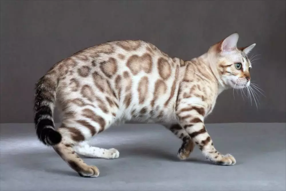 Bengali kass (79 fotot): Bengali tõu kassi kirjeldus. Mõõdud kassipojad, mis on sarnane Leopardi ja täiskasvanud kassidega märgatud värvi. Omandiülevaade 22404_17