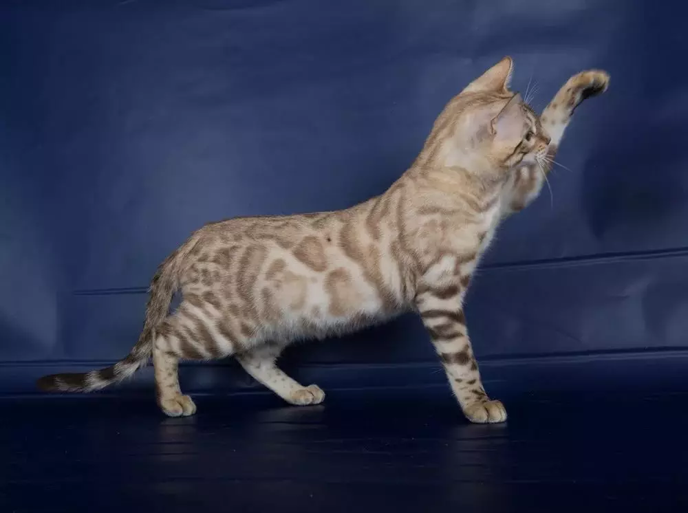Bengali kass (79 fotot): Bengali tõu kassi kirjeldus. Mõõdud kassipojad, mis on sarnane Leopardi ja täiskasvanud kassidega märgatud värvi. Omandiülevaade 22404_18