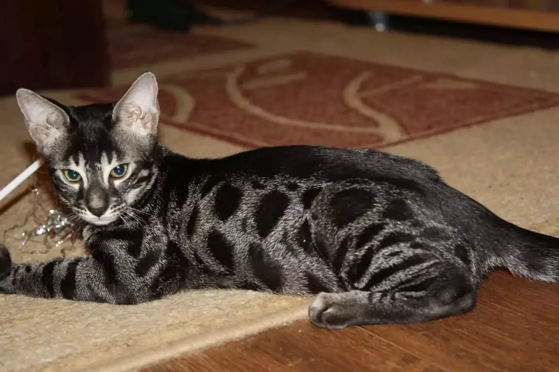 Bengalska mačka (79 fotografija): Opis mačaka Bengalske pasmine. Dimenzije mačića, sličnu leopardu i odraslih mačaka uočene boje. Recenzije vlasništva 22404_19