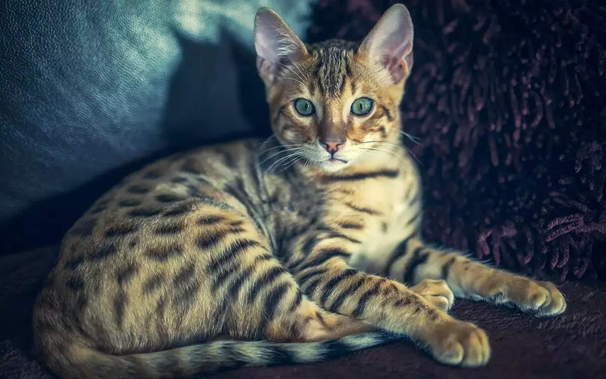 Bengalska mačka (79 fotografija): Opis mačaka Bengalske pasmine. Dimenzije mačića, sličnu leopardu i odraslih mačaka uočene boje. Recenzije vlasništva 22404_2