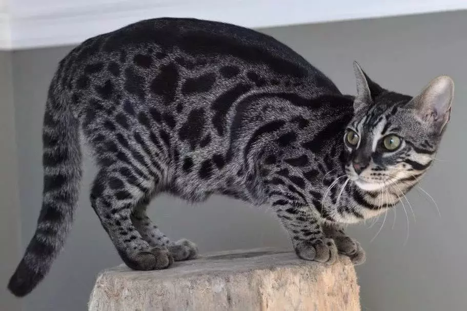 Bengalska mačka (79 fotografija): Opis mačaka Bengalske pasmine. Dimenzije mačića, sličnu leopardu i odraslih mačaka uočene boje. Recenzije vlasništva 22404_20