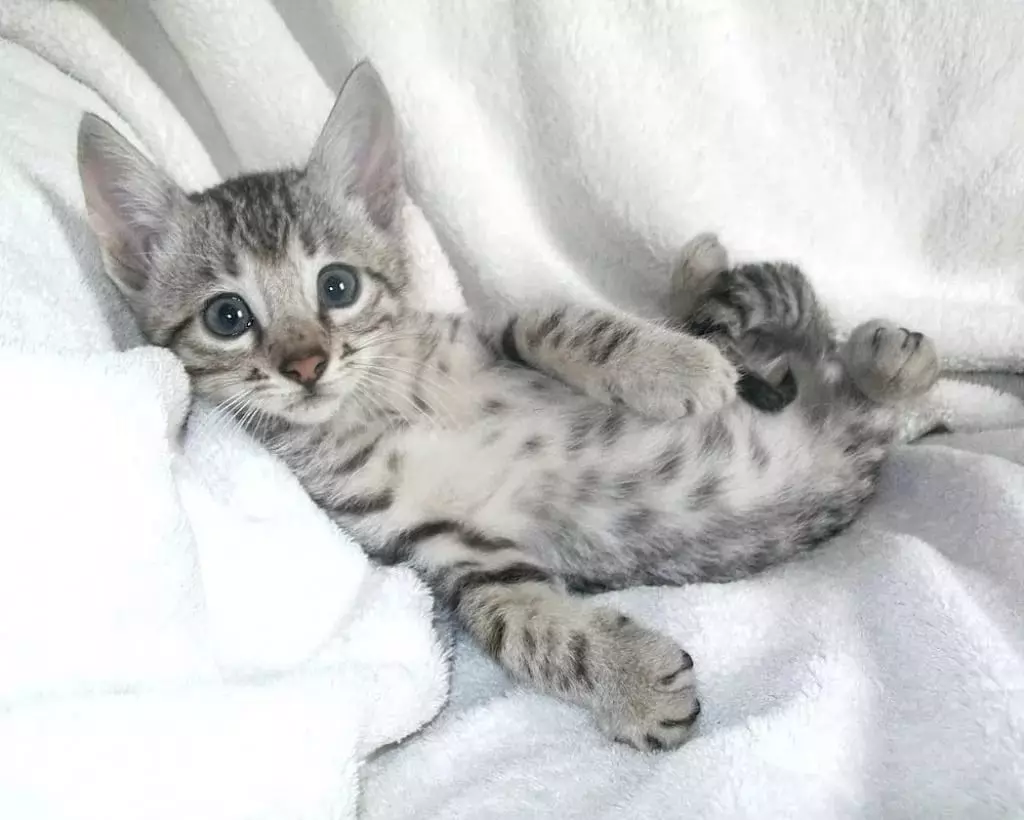 Bengalska mačka (79 fotografija): Opis mačaka Bengalske pasmine. Dimenzije mačića, sličnu leopardu i odraslih mačaka uočene boje. Recenzije vlasništva 22404_23