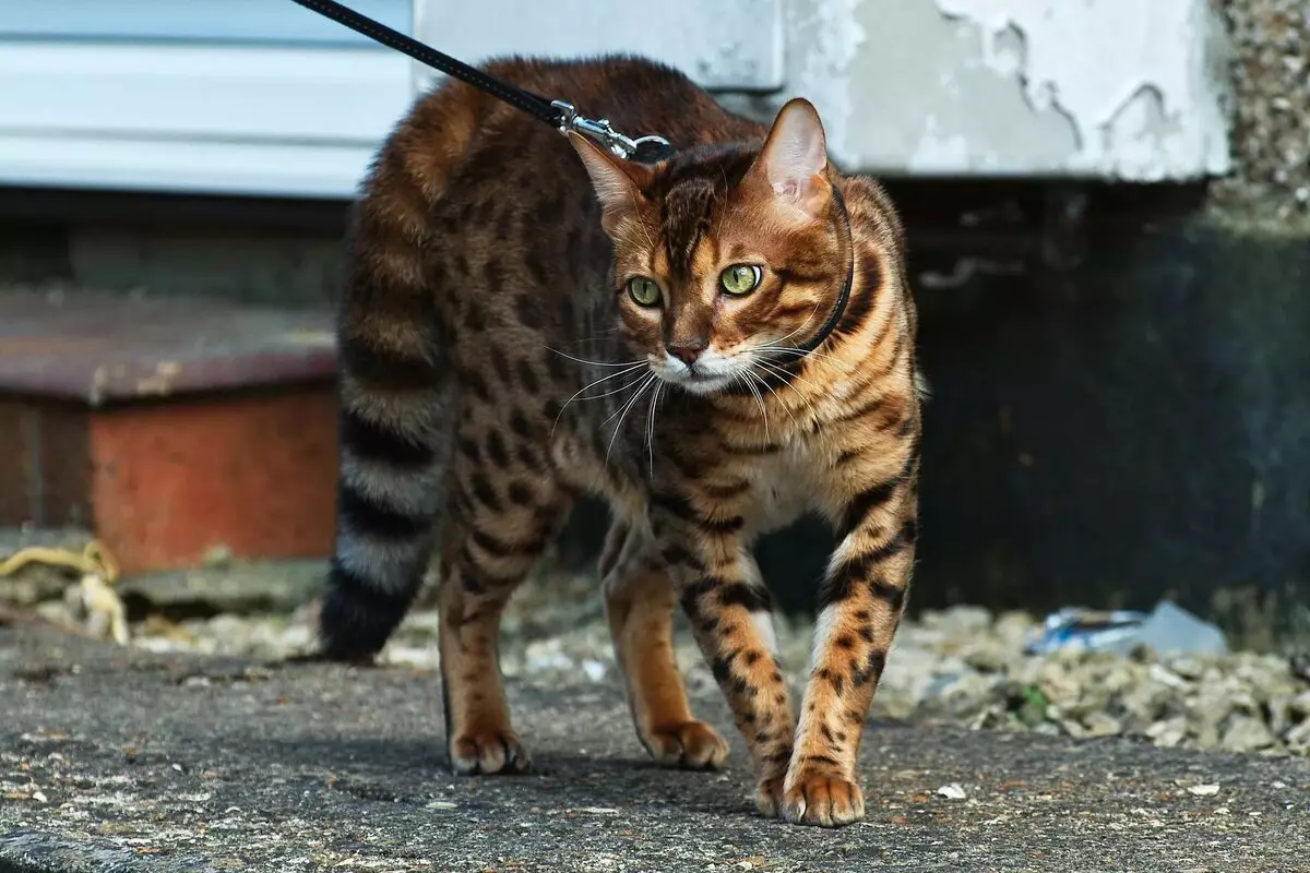 Bengálská kočka (79 fotek): Popis koček bengálského plemene. Rozměry koťat, podobně jako leopardí a dospělých koček strakaté barvy. Recenze vlastnictví 22404_25