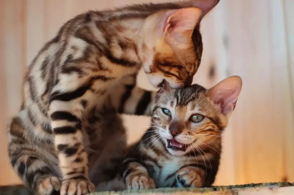 Bengalska mačka (79 fotografija): Opis mačaka Bengalske pasmine. Dimenzije mačića, sličnu leopardu i odraslih mačaka uočene boje. Recenzije vlasništva 22404_26