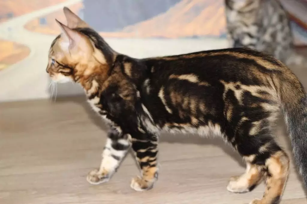 Bengali kass (79 fotot): Bengali tõu kassi kirjeldus. Mõõdud kassipojad, mis on sarnane Leopardi ja täiskasvanud kassidega märgatud värvi. Omandiülevaade 22404_27