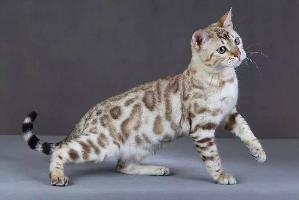 Bengálská kočka (79 fotek): Popis koček bengálského plemene. Rozměry koťat, podobně jako leopardí a dospělých koček strakaté barvy. Recenze vlastnictví 22404_28