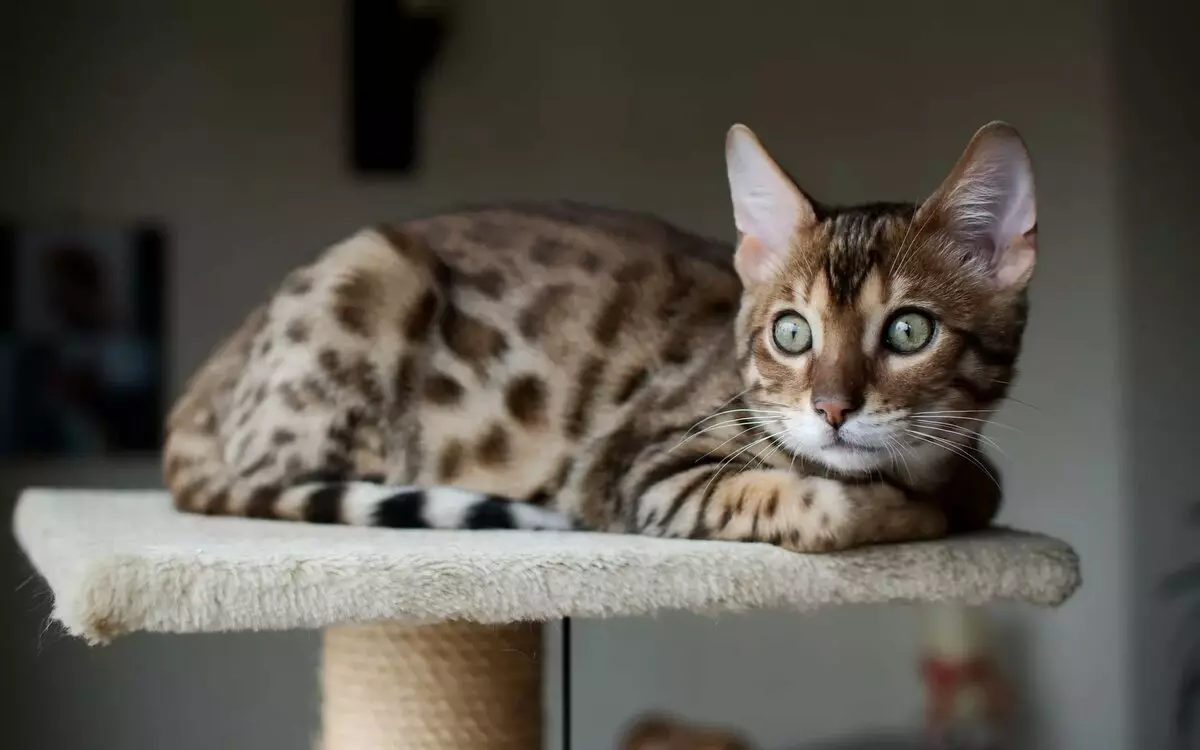 Bengali kass (79 fotot): Bengali tõu kassi kirjeldus. Mõõdud kassipojad, mis on sarnane Leopardi ja täiskasvanud kassidega märgatud värvi. Omandiülevaade 22404_3